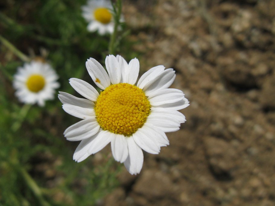 Ромашка Римская (Chamaemelum Nobile/ Anthemis Nobilis) -