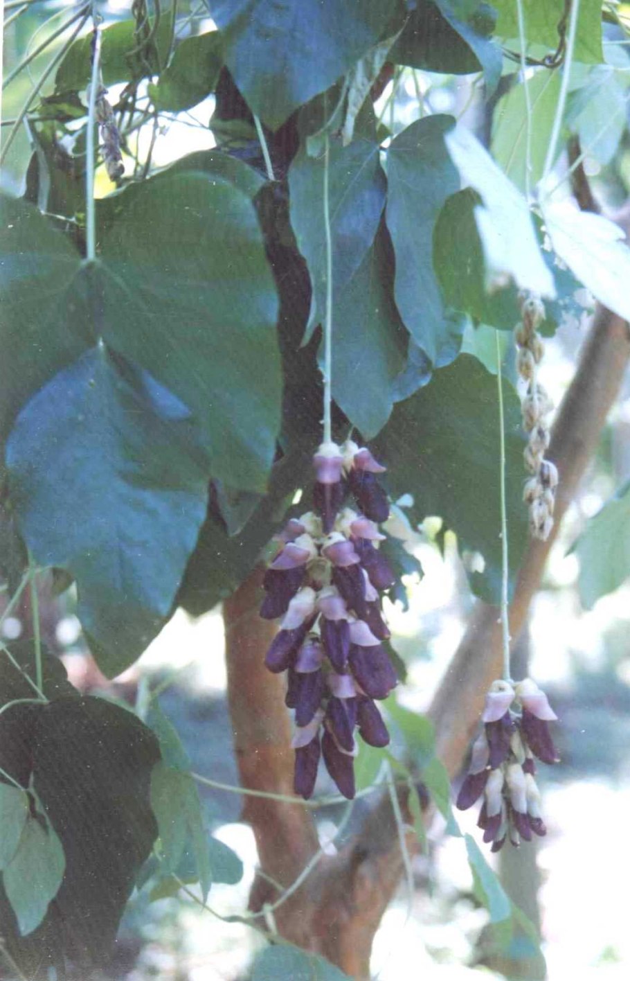 Мукуна жгучая