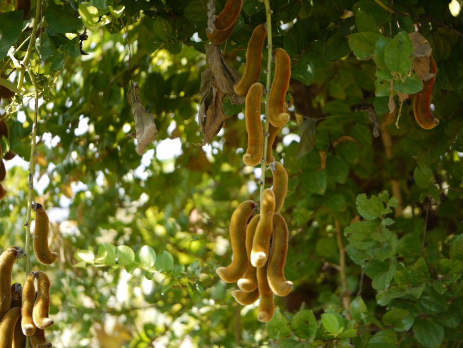 Бархатные Бобы