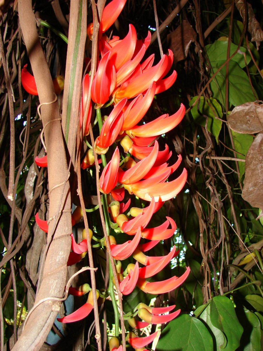 Mucuna sloanei