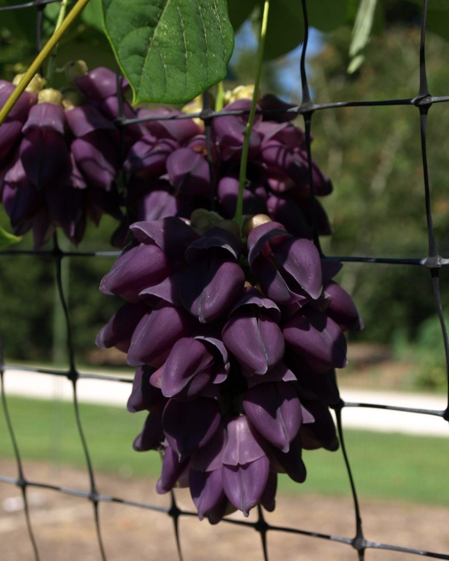 Мукуна джигантая