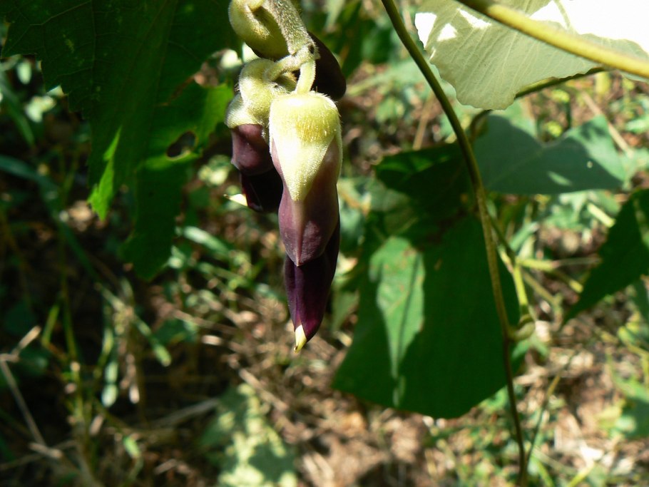 Мукуна пруриенс