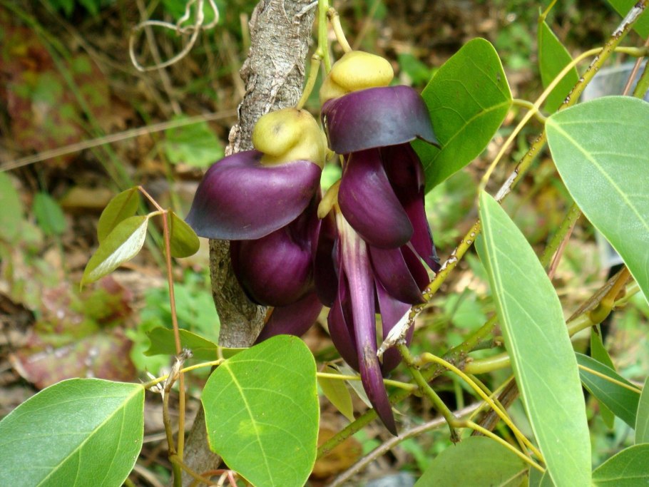 Мукуна жгучая растение