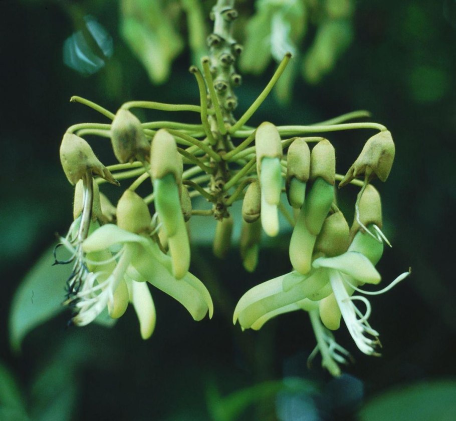 Mucuna holtonii