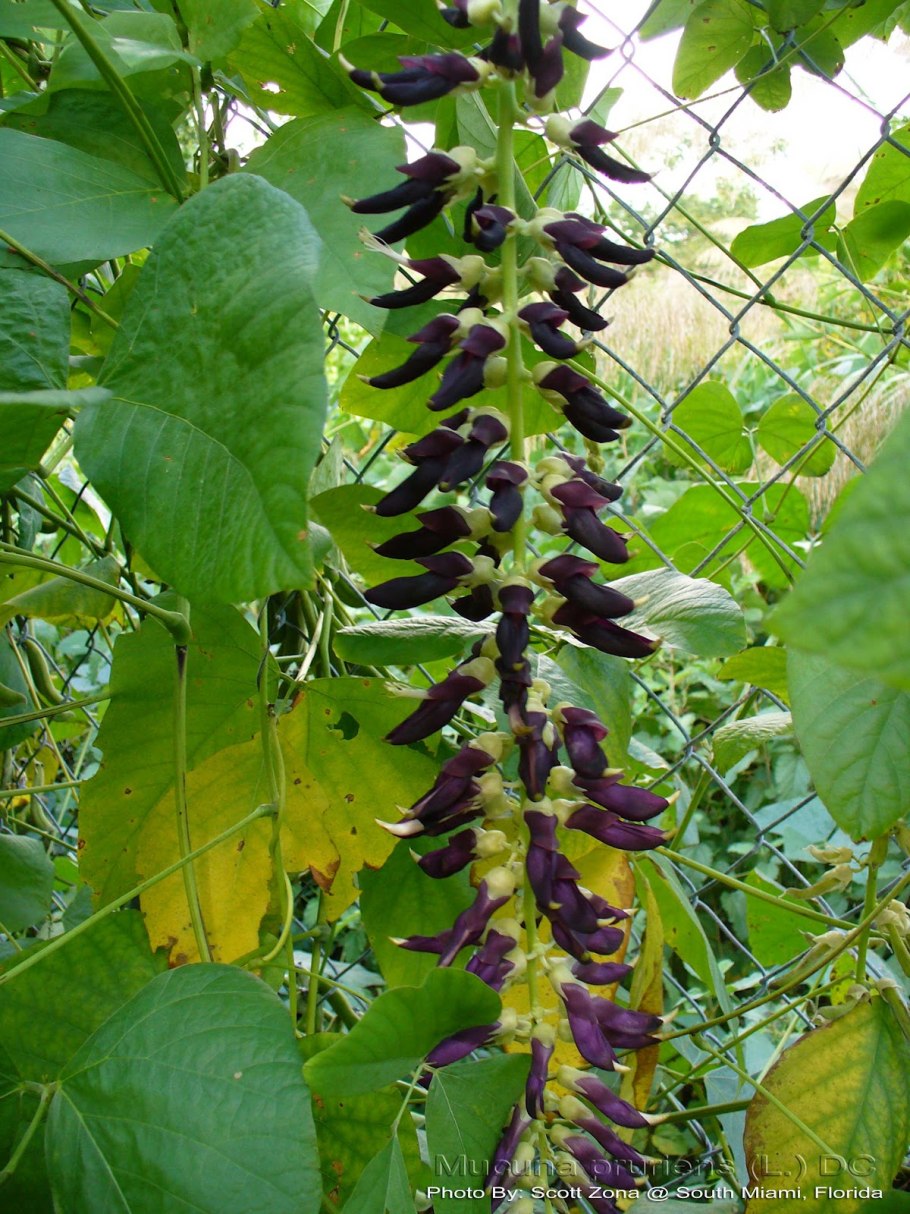 Mucuna Pruriens