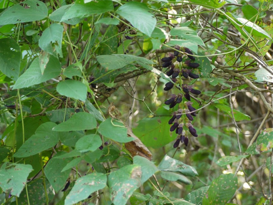Mucuna Pruriens DC
