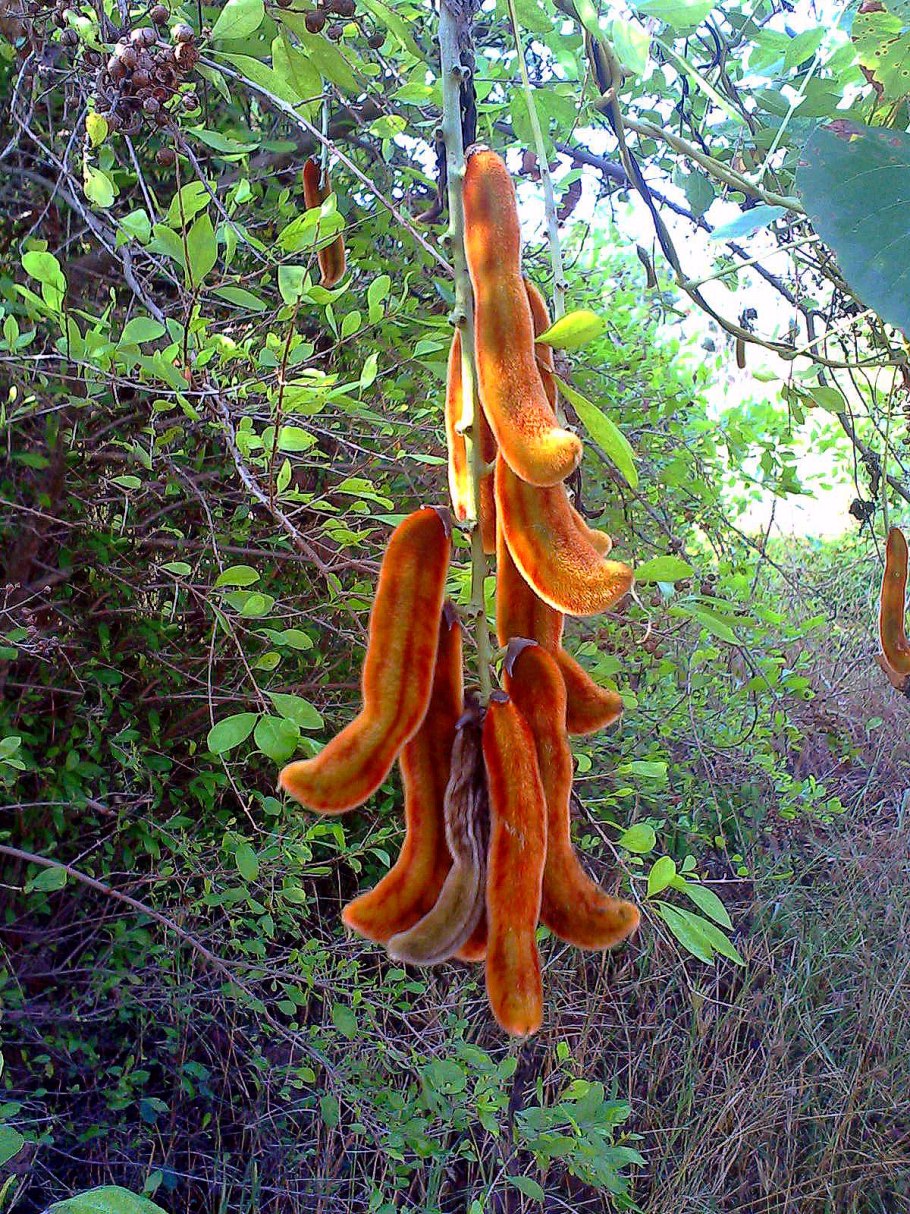 Бархатные Бобы зудящие