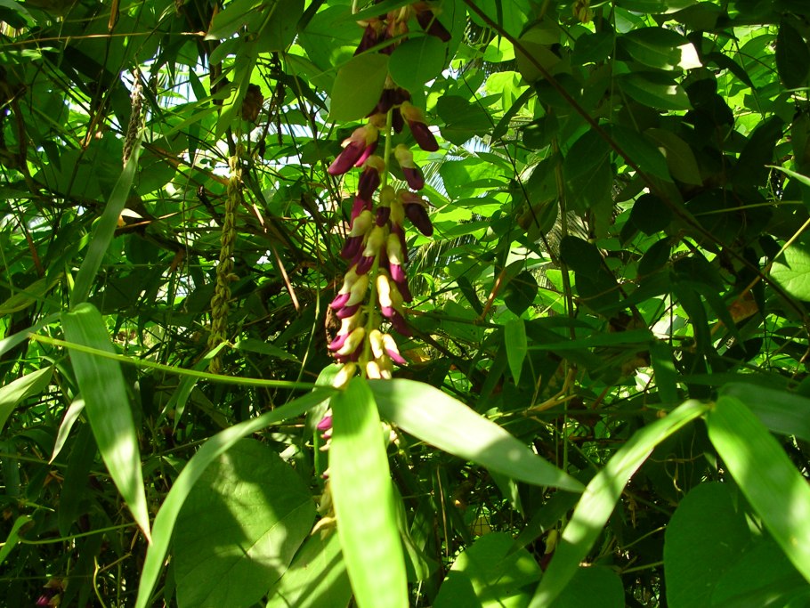 Мукуна жгучая алкалоиды