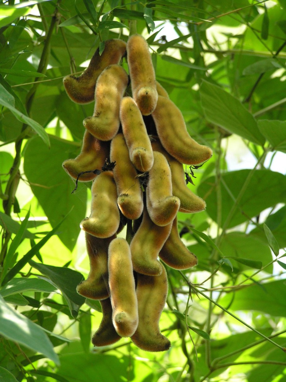 Mucuna Pruriens
