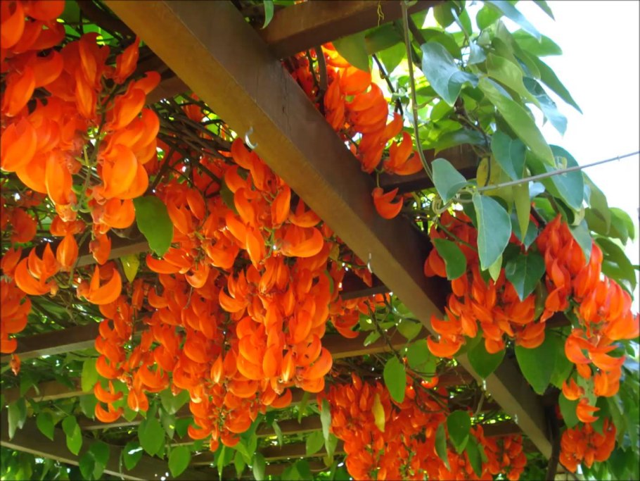 Стронгилодон красный- мукуна Беннетта Mucuna bennettii-