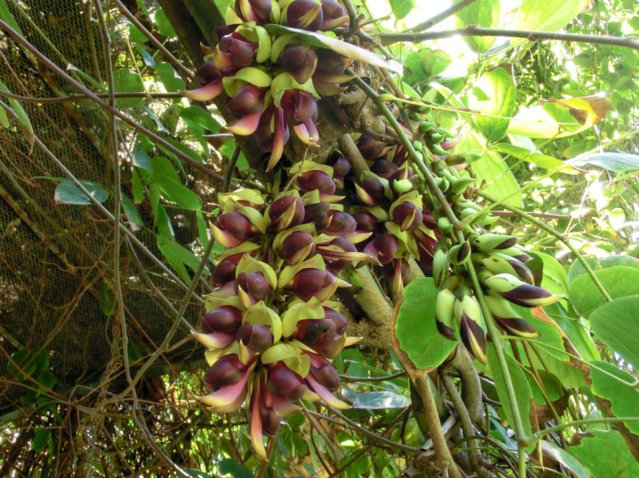Mucuna macrocarpa