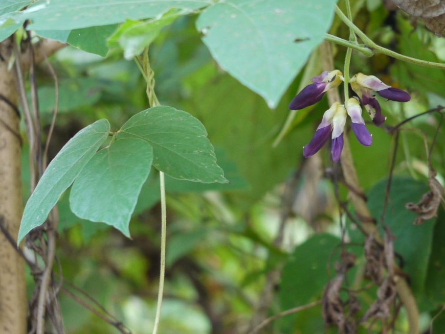 Дофа мукуна препарат