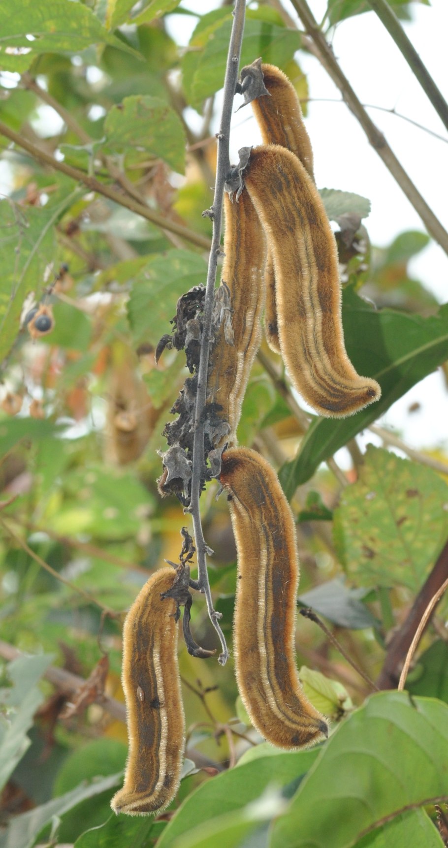 Mucuna Pruriens DC