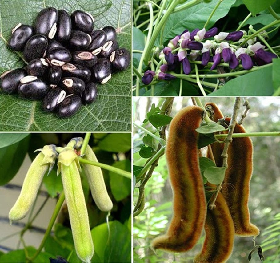 Mucuna sloanei