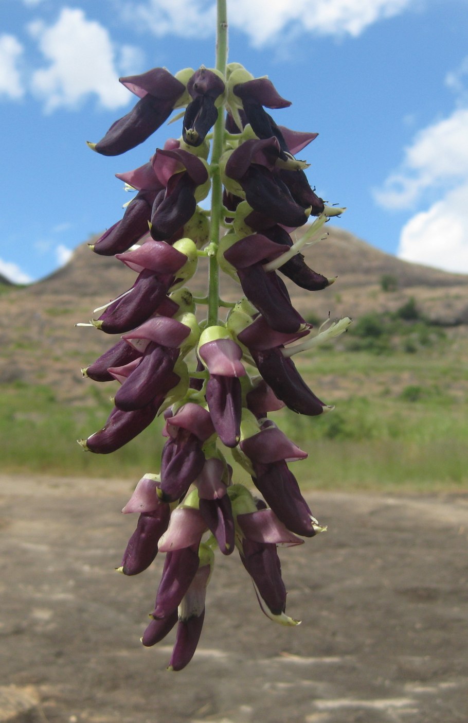 Mucuna Pruriens