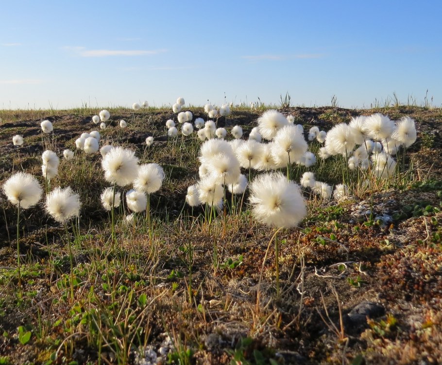 Пушица Шейхцера (Eriophorum scheuchzeri)
