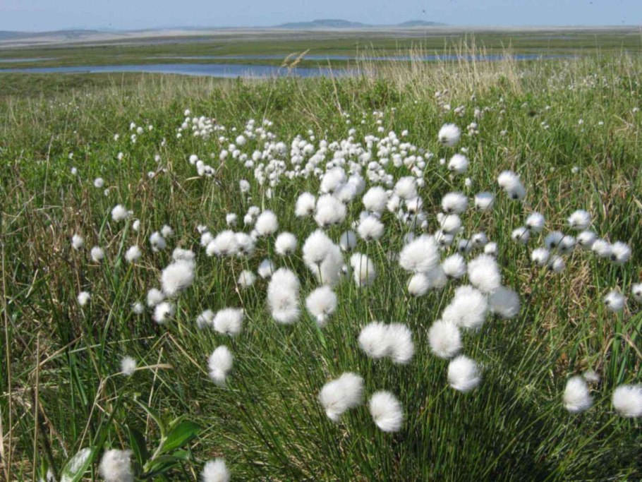 Пушица Болотная