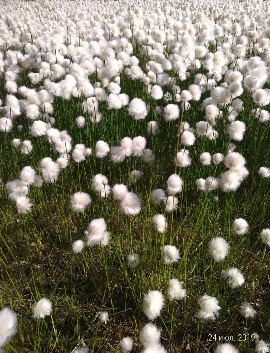 Eriophorum scheuchzeri цветет