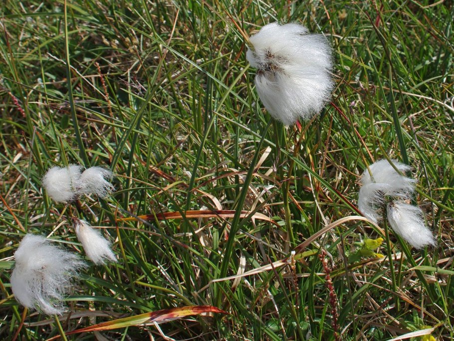 Пушица Альпийская