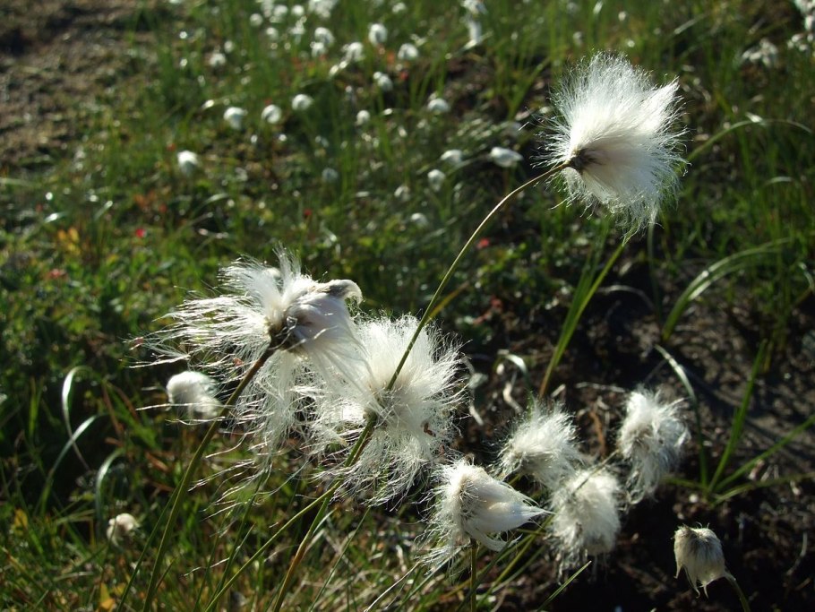 Пушица Eriophorum angustifolium