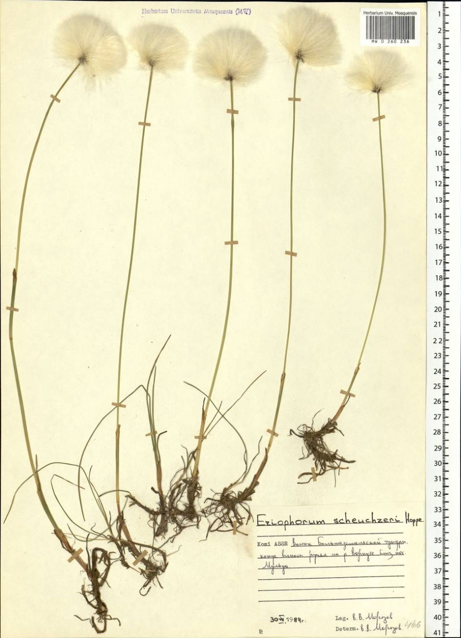 Пушица многоколосковая