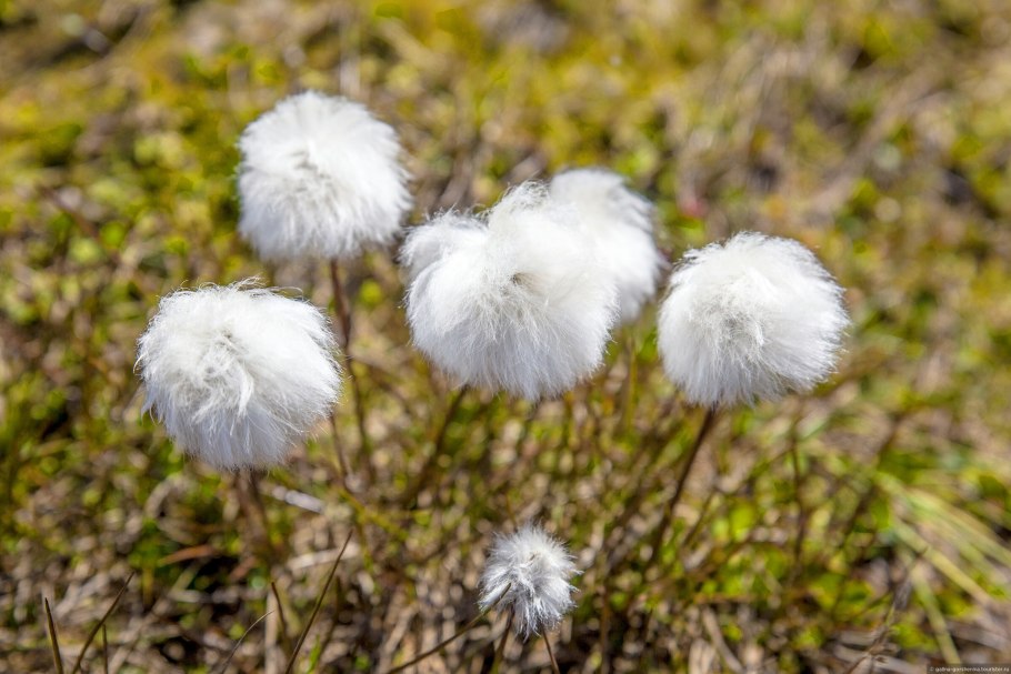 Пушица Шейхцера (Eriophorum scheuchzeri)