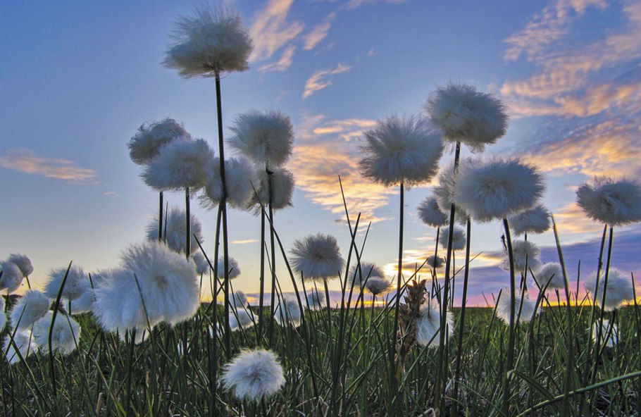 Пушица растение Болотное