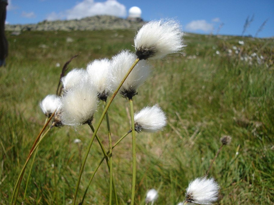 Пушица (Eriophorum)
