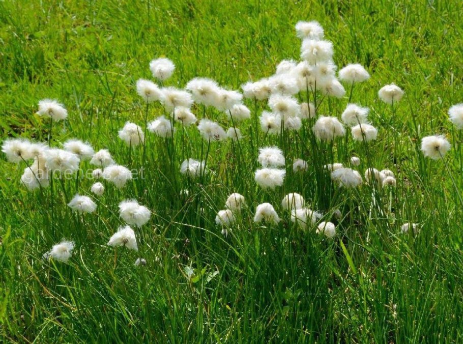 Пушица красивощетинковая