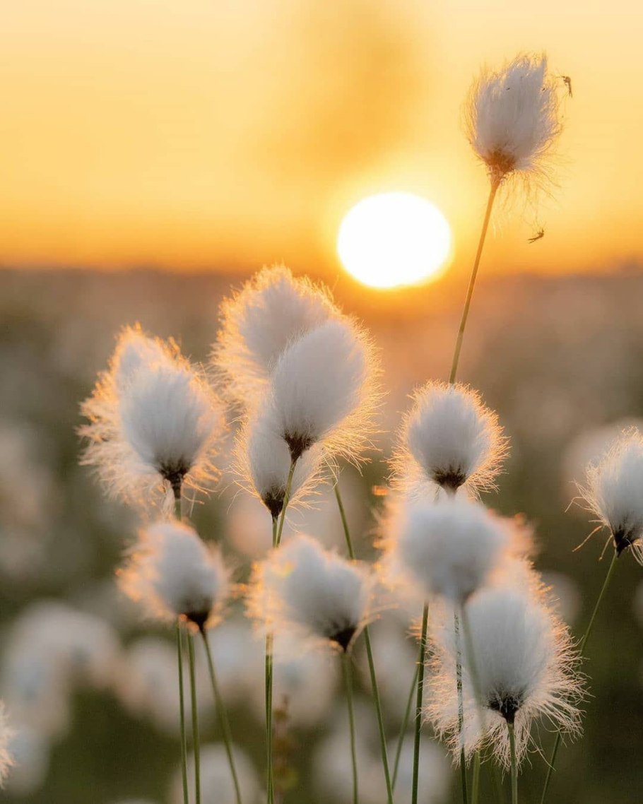 Пушица узколистная