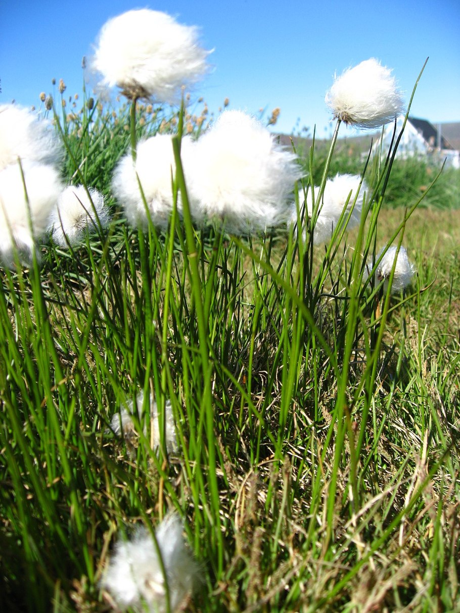 Пушица влагалищная Eriophorum vaginatum