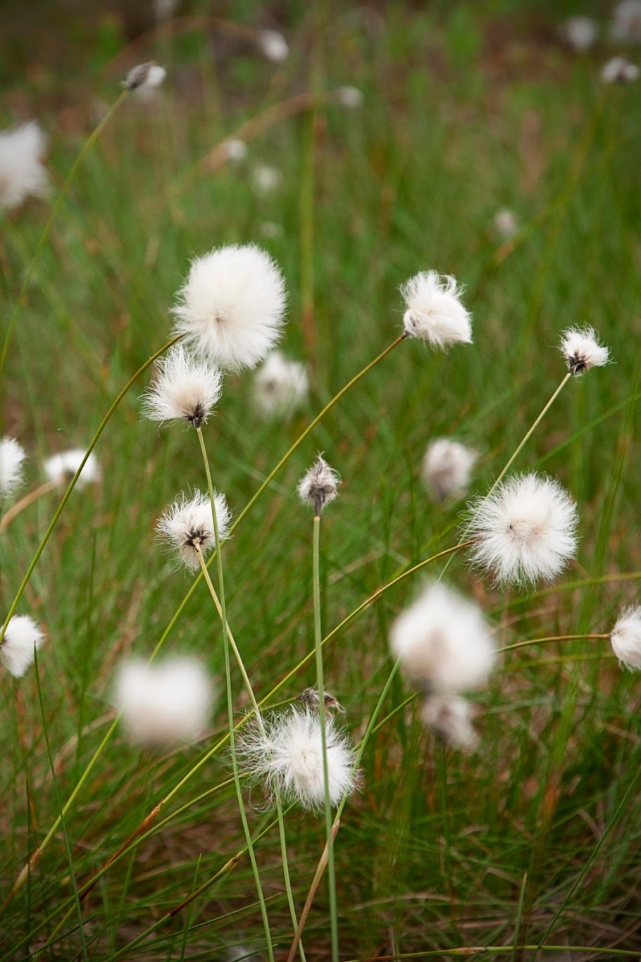 Пушица Арктическая