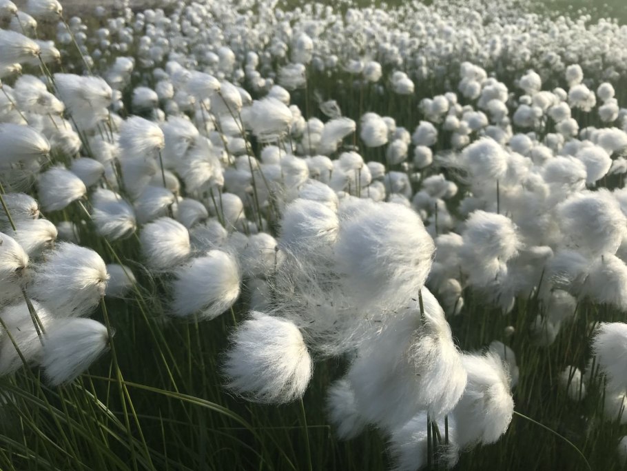 Пушица Шейхцера (Eriophorum scheuchzeri)