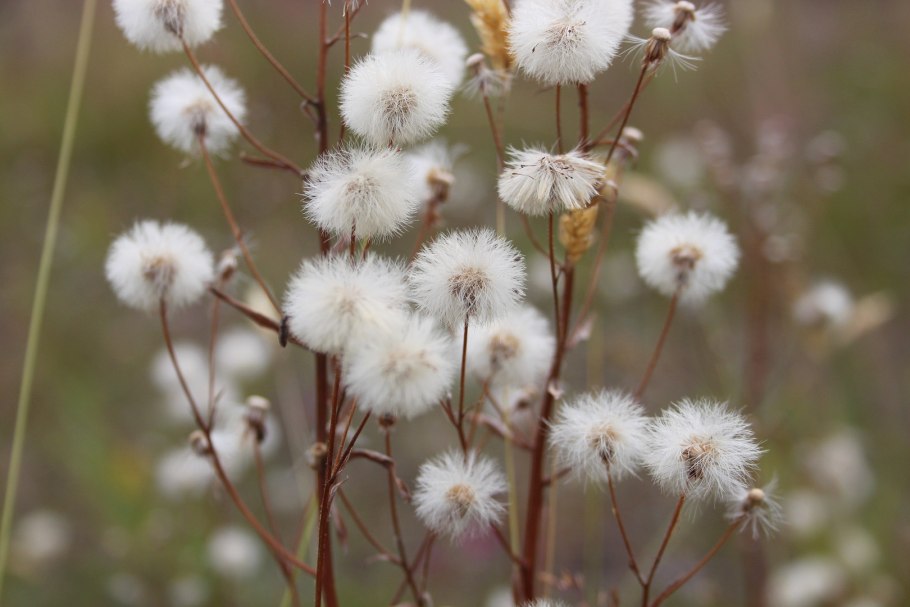 Ямальская пушица