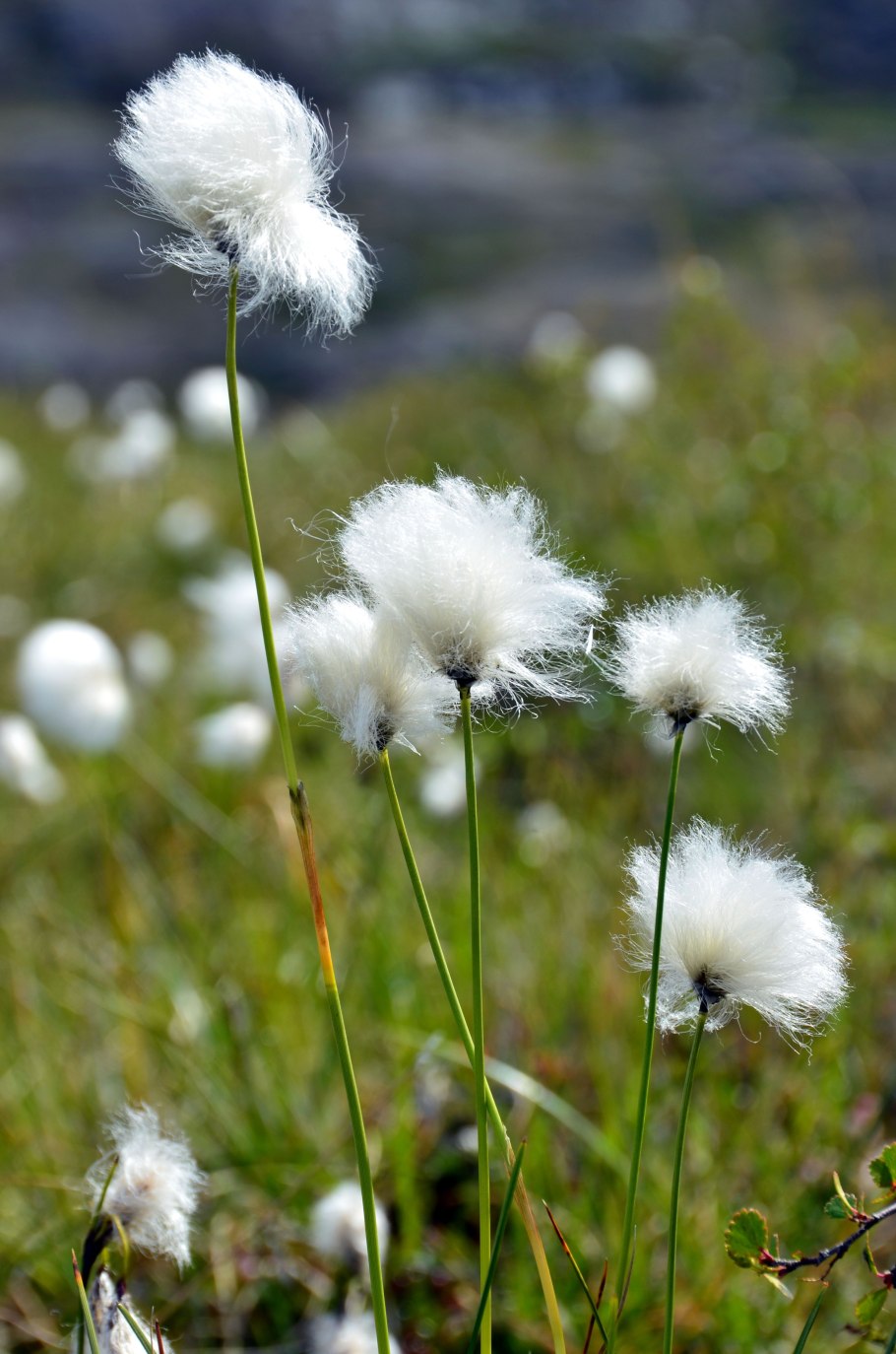 Пушица Шейхцера (Eriophorum scheuchzeri)