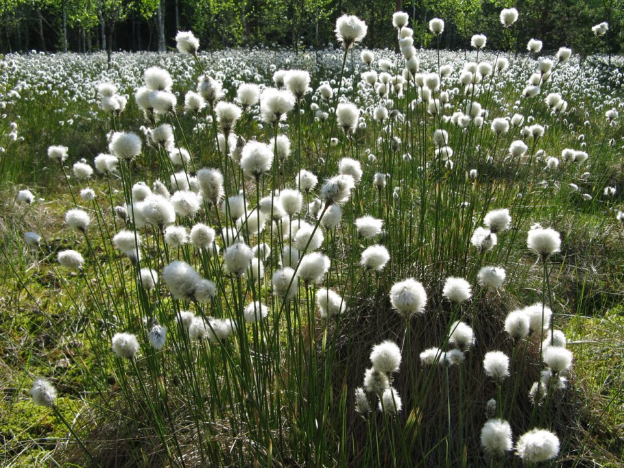 Пушица влагалищная