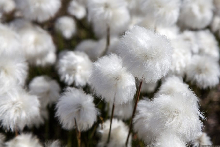 Пушица Расанка Куманек