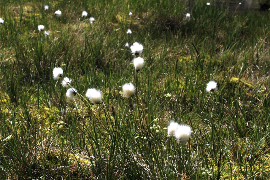 Пушица Шейхцера (Eriophorum scheuchzeri)