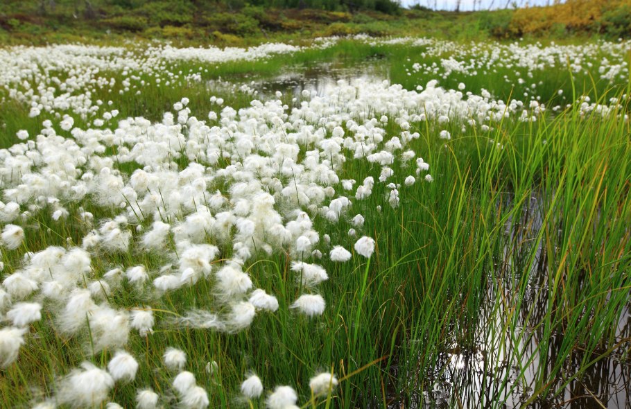 Пушица цветение