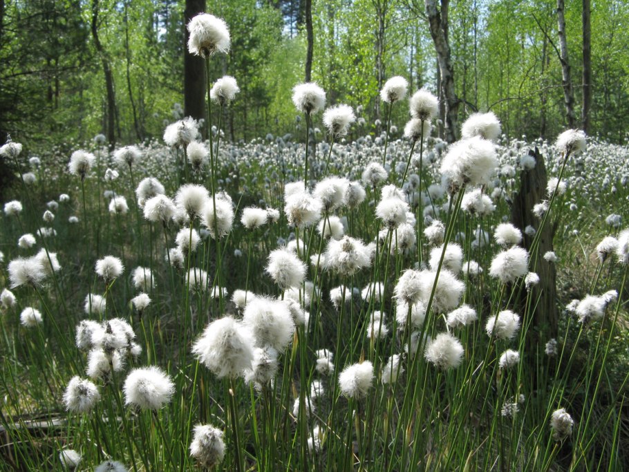 Пушица красивощетинковая