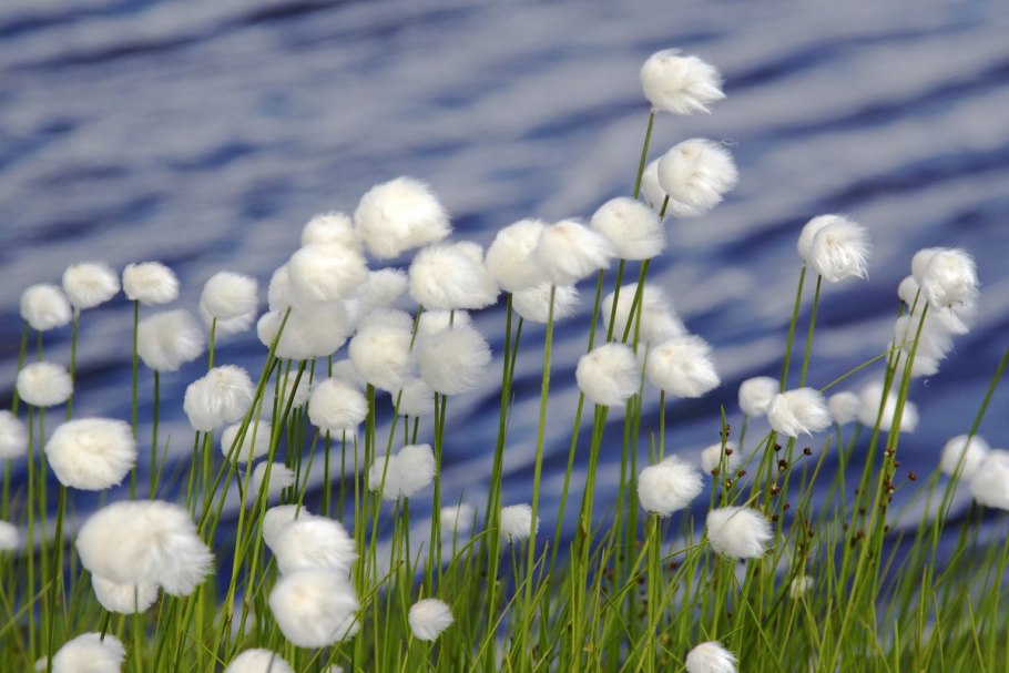 Пушица Шейхцера (Eriophorum scheuchzeri)