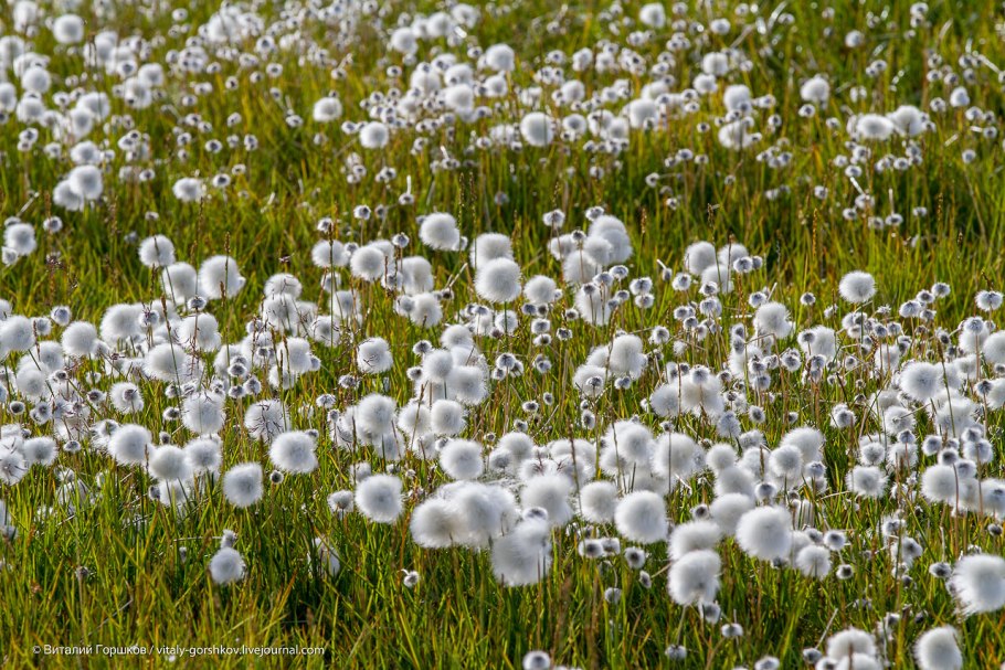 Пушица в тундре