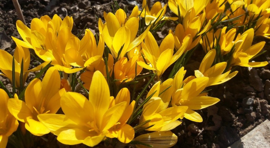 Коксагыз растение