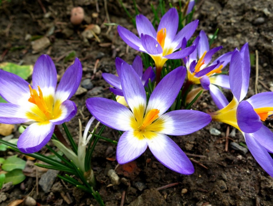 Крокус Королькова