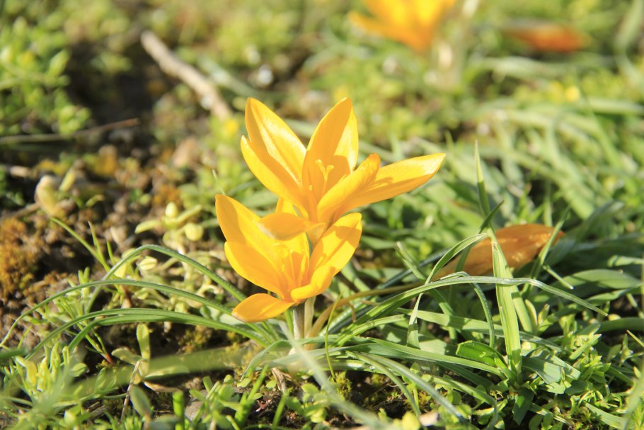 Многолетние цветы крокусы