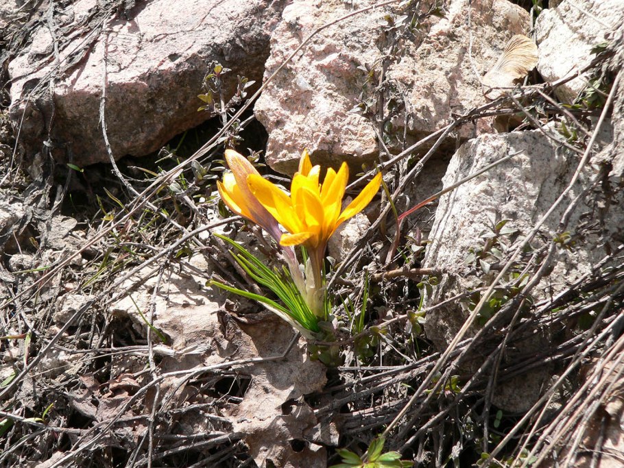 Crocus korolkowii Шафран Королькова