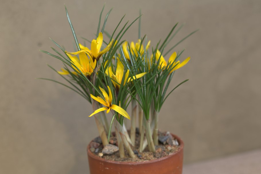 Крокус Ботанический korolkowii