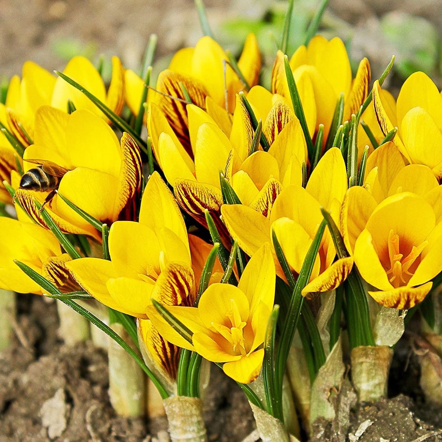 Цвет шафрана фото