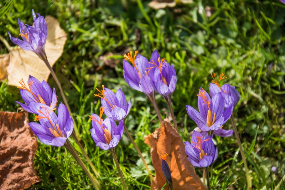 Семейство Ирисовые представители