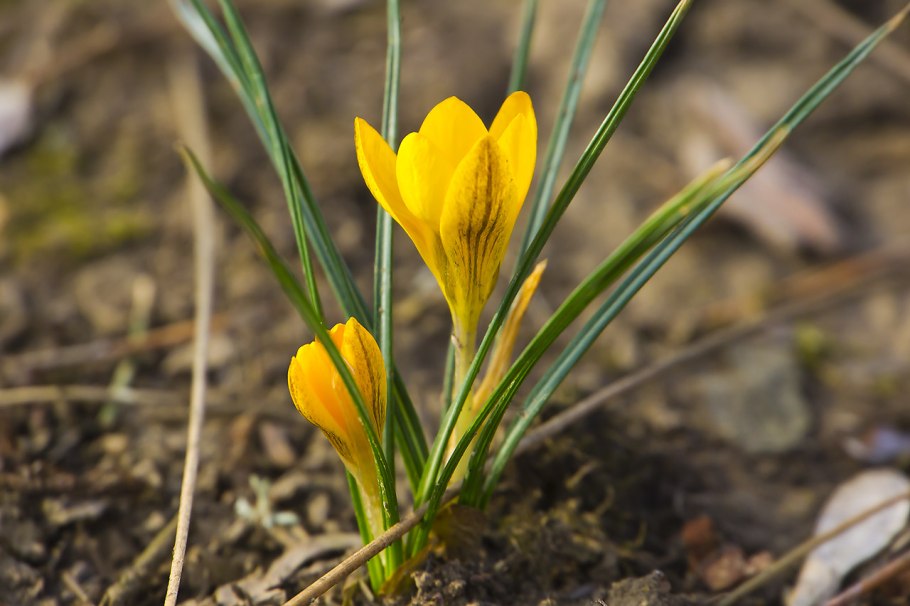 Крокус Шафран посевной